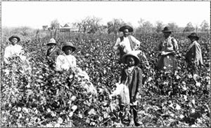 cotton pickers